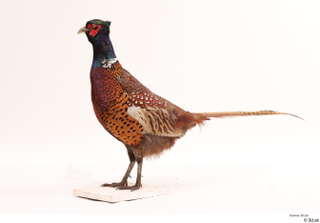 Pheasant  2 whole body 0003.jpg